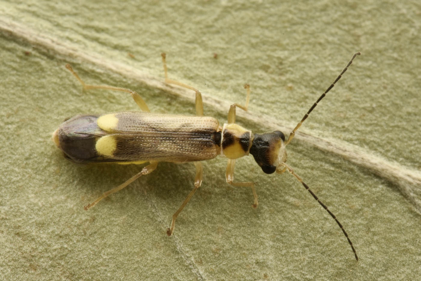 Cantharidae: Malthinus seriepunctatus? S